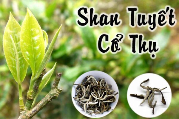 Đặc sản chè Shan Tuyết Tà Xùa